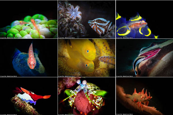 Pesona Bawah Laut Karya Pegawai Bank Penggemar Selam